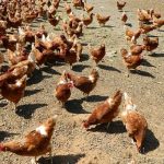 Sidarta recebe palestra sobre alimentação orgânica