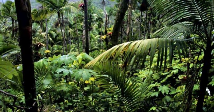 1-20-do-oxigenio-da-terra-e-produzido-pela-floresta-amazonica-as-informacoes-desta-lista-sao-do-site-factslides-1484665393493_956x500
