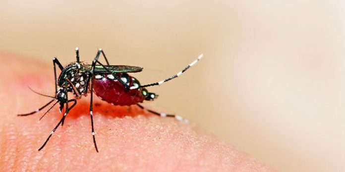 3-More-deaths-from-Dengue-in-Kolkata-the-death-toll-rises-to14-696x348