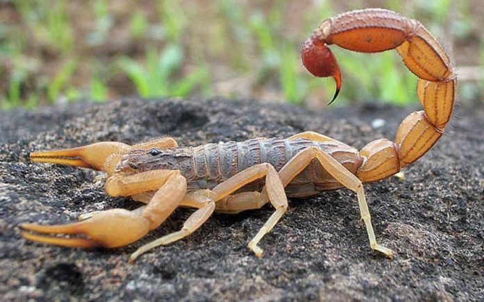 escorpiao-20160315