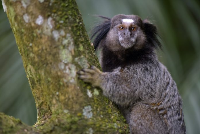 sagui-de-tufos-pretos_