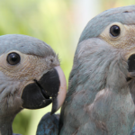 Em 49 anos, 40% dos animais do Planeta Terra foram extintos