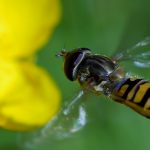 Sem abelhas, sem vidas