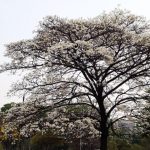 São Paulo tem início de primavera mais frio desde 2002