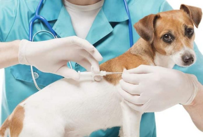 microchip-pet-cao-cm-veterinarios-florianopolis-2-740x500
