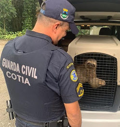 Bicho-preguiça é resgatado pela Guarda Civil e solto na mata em Cotia