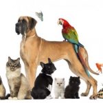 Guia Pet: tudo o que seu melhor amigo precisa