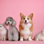 Dia dos Animais será comemorado com megaeventos de adoção em Cotia e mais três capitais