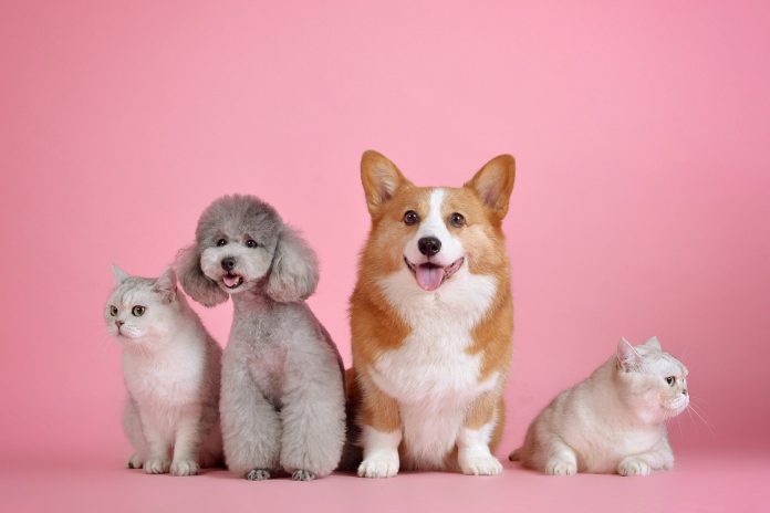 Dia do Animal