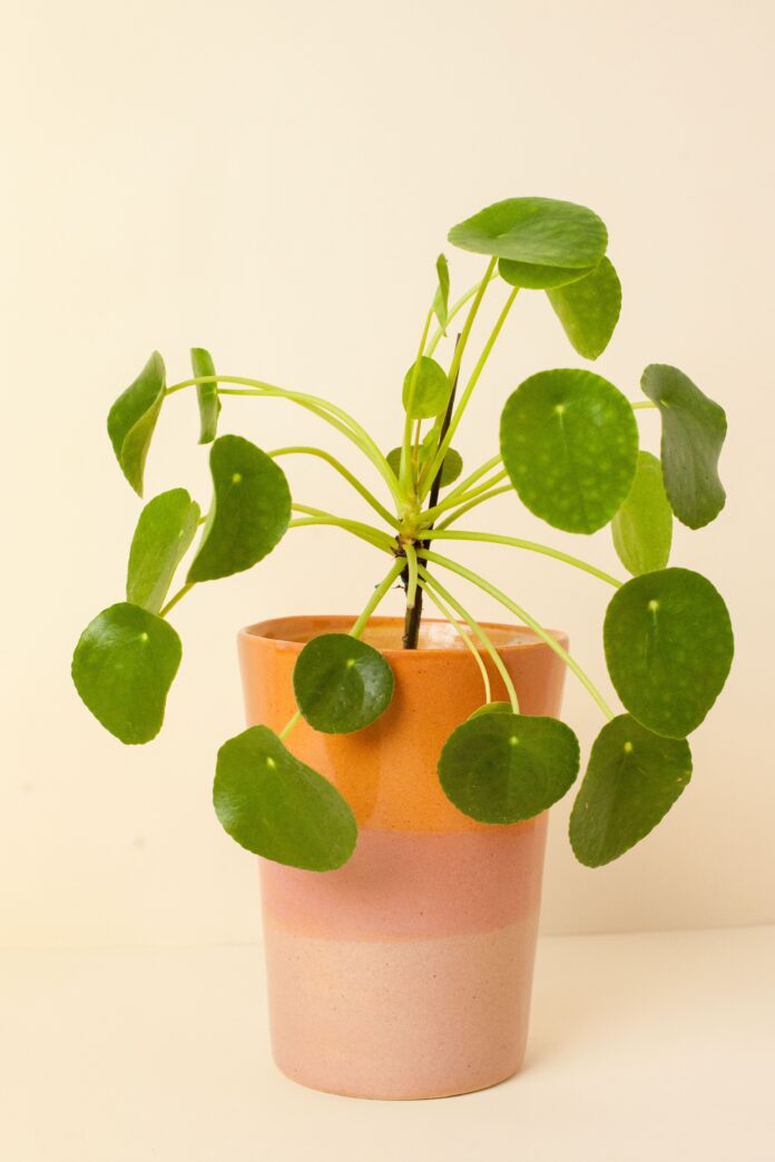Conheça 4 plantas da sorte para a virada de ano