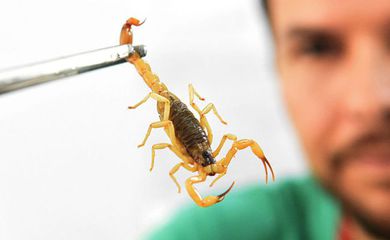 Zoonoses alerta sobre cuidados para evitar acidentes com escorpiões