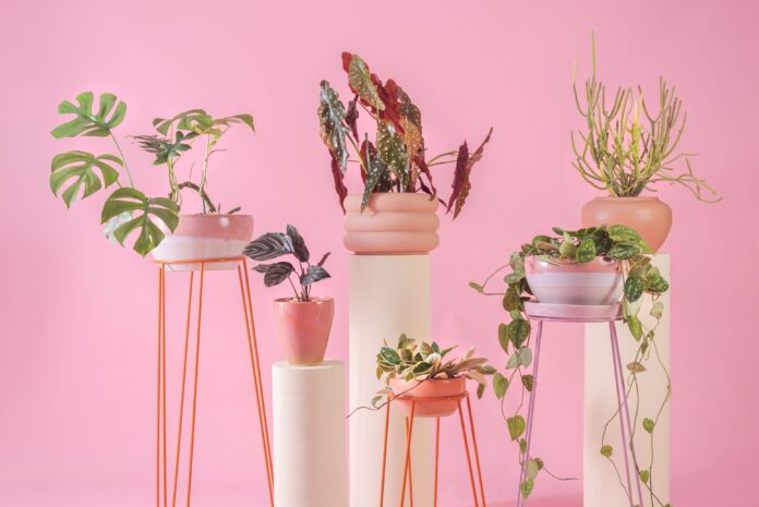 Descubra como combinar vasos de plantas para deixar a decoração mais charmosa