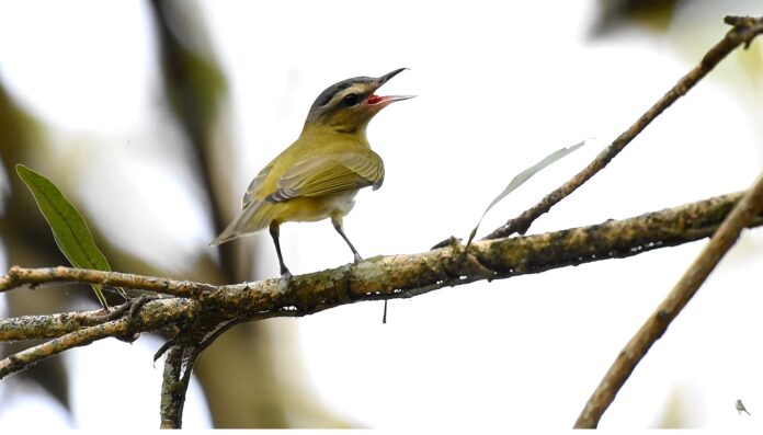 Dia Mundial das Aves Migratórias: Cotia é a rota de algumas delas