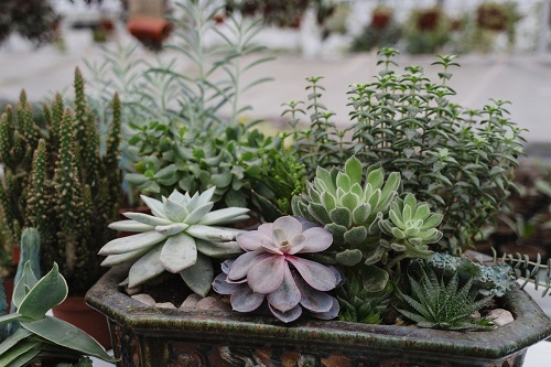 Conheça as 5 plantas que estão em alta para compor o seu jardim