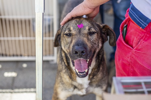 Sábado (18/12) tem mais uma edição do Evento de Adoção de Animais