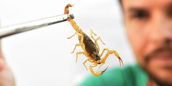 Cotia alerta para risco de acidente com animais peçonhentos