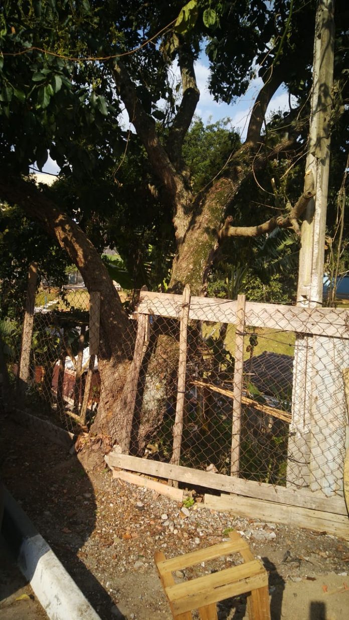 Abacateiro