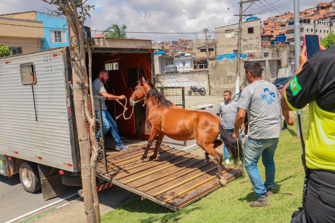 Animal em via pública