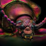 Detalhes do mundo microscópico revelados na exposição ‘Small World’