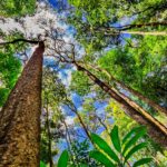 Compensação ambiental: nova resolução altera regras no Estado