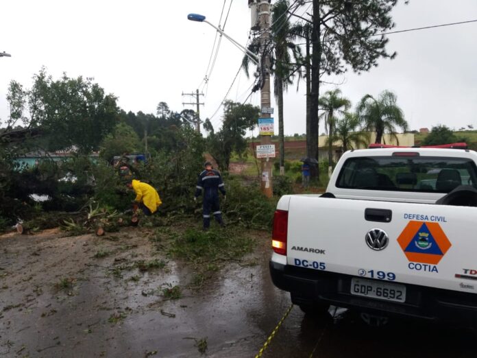 Retirada-de-arvore_estrada-dos-Pereiras1