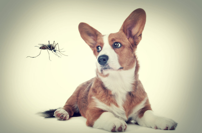mosquito-and-dog