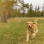 Cuidados para manter seu pet saudável e feliz no outuno