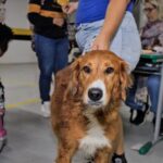 Zoonoses realiza vacinação antirrábica para cães e gatos nos dias 23 e 26/05