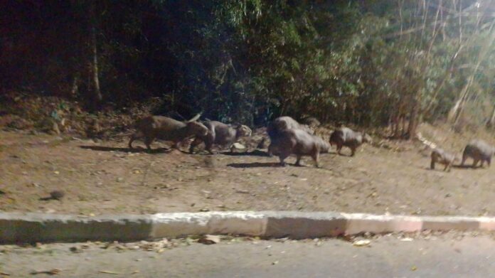 Capivaras (2)