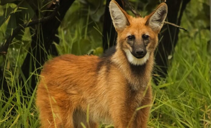 lobo-guara_protecao-aos-animais