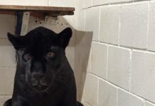 Baru, Pequi e Tuquinha, as três “panterinhas negras” do Animália Park poderão ser visitadas a partir desta quinta-feira (30/10)