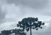 Supressão autorizada: vídeo flagra momento em que uma Araucária é derrubada em terreno da Avenida São Camilo