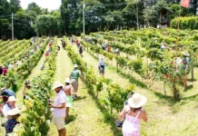 Vindima 2026 movimenta São Roque com colheita, pisa da uva, festas e experiências enogastronômicas inesquecíveis