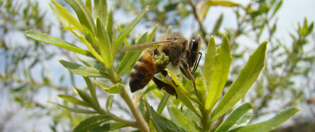 20231127_abelha_propolis_verde_1200x630