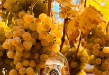 Vinho feito com uvas-passas?