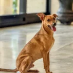 Como denunciar maus tratos a animais à polícia sem sair de casa