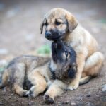 Estado de SP prorroga até 31 de agosto prazo para municípios participarem da Pesquisa Estadual de Bem-estar Animal