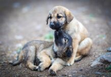 Estado de SP prorroga até 31 de agosto prazo para municípios participarem da Pesquisa Estadual de Bem-estar Animal