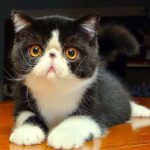 Mostra de Gatos reúne 16 raças no Raposo Shopping