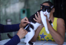 Zoonoses amplia perímetro de ação após caso de raiva em gata em Carapicuíba