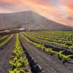Vinhos Vulcânicos: quando o terroir nasce do fogo