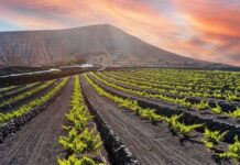 Vinhos Vulcânicos: quando o terroir nasce do fogo
