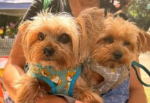 Granja Viana celebra o Dia Mundial dos Animais com a 1ª CÃOminhada da Ecofeira no Parque Teresa Maia