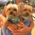 Granja Viana celebra o Dia Mundial dos Animais com a 1ª CÃOminhada da Ecofeira no Parque Teresa Maia